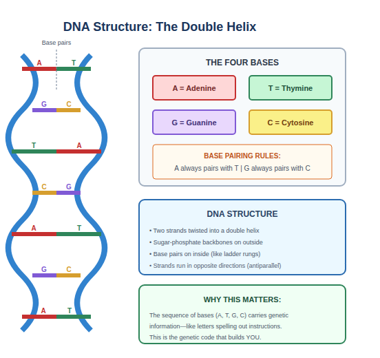 A DNA double helix drawn as two blue strands twisting around each other, with seven colored rungs between them. Each rung is a base pair, lettered A with T or G with C. Boxes on the right list the four bases (A = adenine, T = thymine, G = guanine, C = cytosine), the pairing rule (A always pairs with T, G always pairs with C), four facts about DNA structure, and why the order of bases matters.