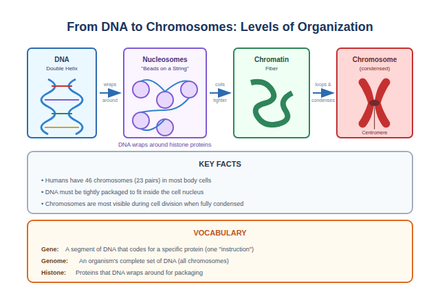 How DNA is packed, in four boxes from left to right: a DNA double helix; nucleosomes, shown as beads on a string, with the note that DNA wraps around histone proteins; chromatin, a thicker coiled fiber; and a chromosome, an X shape made of two sister chromatids joined at the centromere. Below are boxes of key facts and vocabulary.