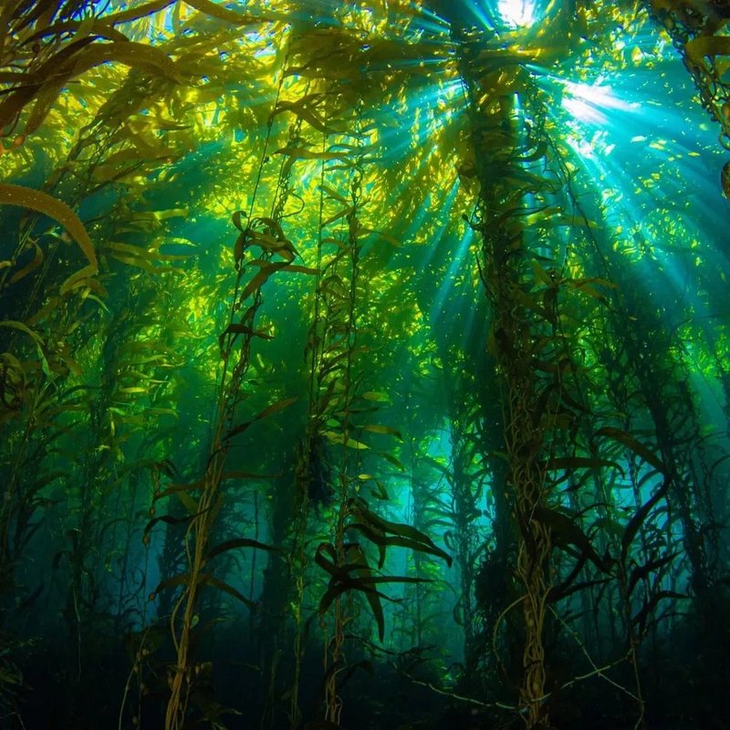 Kelp forest